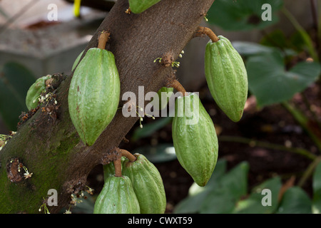 Immaturo baccelli di cacao su tree (cacao) - USA Foto Stock