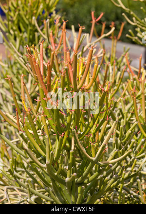 Firestick impianto (Euphorbia tirucalli) Foto Stock