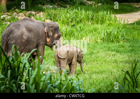 CHIANG MAI, Thailandia - Giugno 16, 2012: Madre elephant insegnamento, la cura per il suo bambino elefante in mezzo alla foresta. Foto Stock