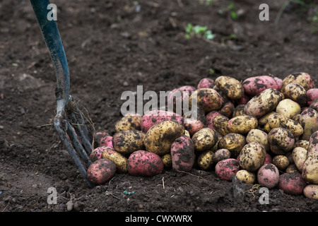 Raccolte King Edward e Desiree le patate in un giardino Foto Stock