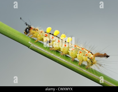 Caterpillar di piccole dimensioni con ciuffi di peli sulla lama. Foto Stock