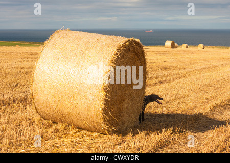 Appena raccolto balle di paglia nella campagna dello Yorkshire, North Yorkshire, Inghilterra, Regno Unito con un cane lurcher nell'ombra. Foto Stock