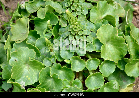 Forma gambo di fiori e foglie di Navelwort / ombelicus rupestris. Foto Stock