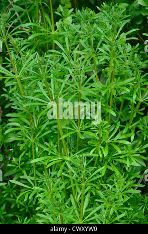 Fogliame di Goosegrass / lievito / Sticky-Willy / Galium aparine. Foto Stock