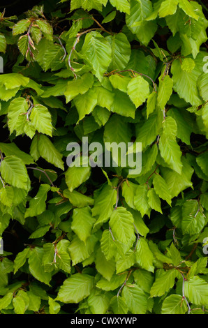 Fogliame / foglie di faggio / Fagus sylvatica in faggio hedge. Foto Stock