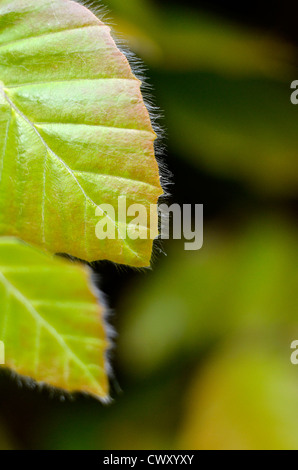 Fogliame / foglie di faggio / Fagus sylvatica in faggio hedge. Foto Stock