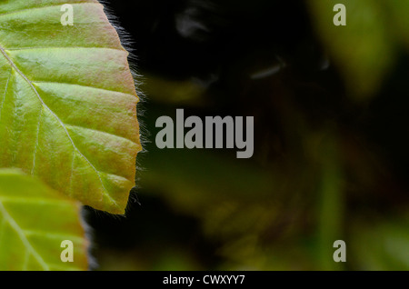 Fogliame / foglie di faggio / Fagus sylvatica in faggio hedge. Foto Stock