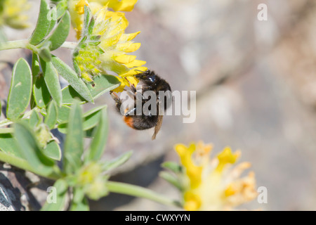 Red Tailed Bumble Bee; Bombus lapidarius; sul rene veccia; Regno Unito Foto Stock