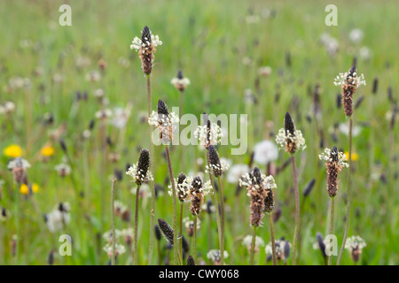 Ribwort piantaggine; Planzago lanceolata; Prato; Regno Unito; estate Foto Stock