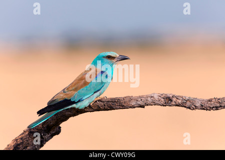 Rullo; Coracias garrulus; Spagna Foto Stock