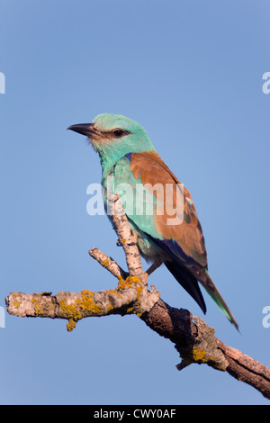 Rullo; Coracias garrulus; Spagna Foto Stock