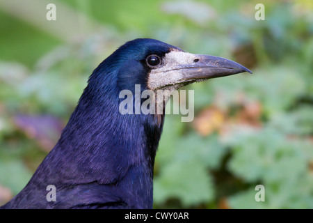 Rook; Corvus frugilegus; ritratto; Regno Unito Foto Stock