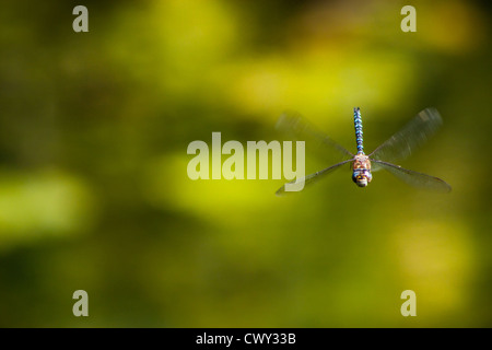 Libellula in volo. Foto Stock