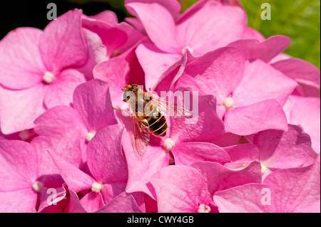 Hover Fly Bee wasp. Tenuto presso il nostro giardino. Amlwch Anglesey North Wales UK. Foto Stock