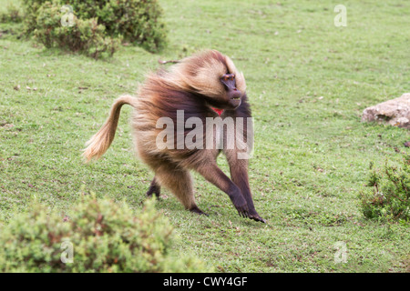 Maschio di babbuino Gelada (Theropithecus gelada) in esecuzione Simien Mountains National Park in Etiopia. Foto Stock