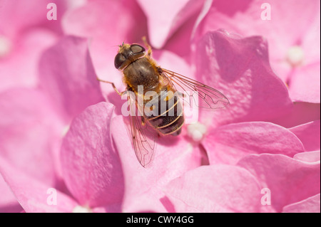 Hover Fly Bee wasp. Gli insetti presi al nostro giardino Amlwch Anglesey North Wales UK. Foto Stock