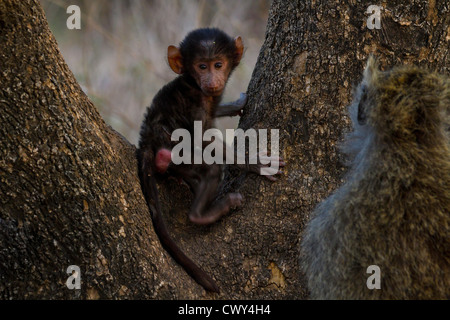 Giovane babbuino Oliva (papio anubis) inondata Parco Nazionale di Etiopia. Foto Stock