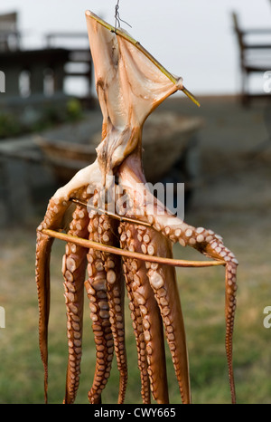 Calamari di essiccazione al sole del pomeriggio in Skala Rachoni sull'isola di Thassos, nel Mare Egeo, Grecia Foto Stock