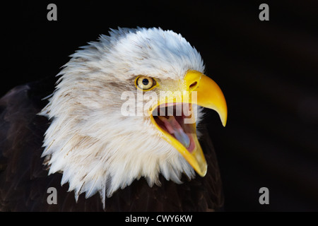 Urlando aquila calva su sfondo scuro Foto Stock