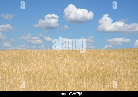 Sunny mattina d'estate sul campo di grano Foto Stock