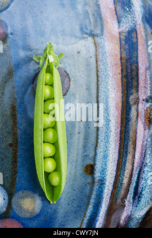 Pisum sativum. I piselli in un baccello su blu piatto in ceramica Foto Stock