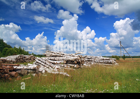 Legname in un campo nei pressi della foresta Foto Stock