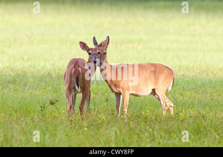 Coppia di culbianco cervi in pascolo mostrando affetto Foto Stock