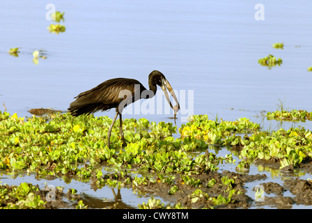 Openbill africana Stork (Anastomus lamelligerus) alimentazione sulla riva del lago Manze, Riserva Selous Tanzania Africa Foto Stock