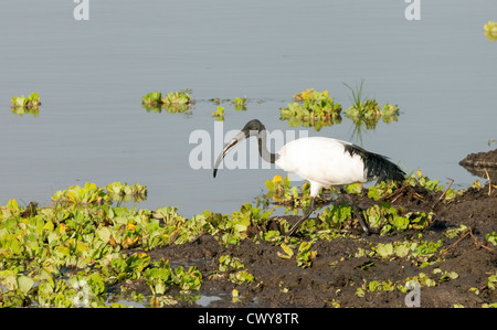 Ibis sacri (Threskiornis aethiopicus) alimentazione sulle rive del lago Manze, Riserva Selous Tanzania africa Foto Stock