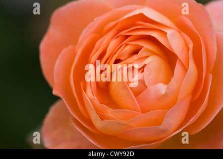 Rosa 'Lady Emma Hamilton'. Arancione rosa ad arbusto. Foto Stock