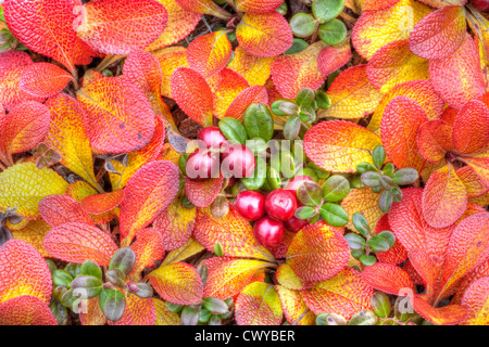 Uva ursina , questa pianta tappeti Yukon paesaggio e diventa di un rosso brillante in autunno. Foto Stock