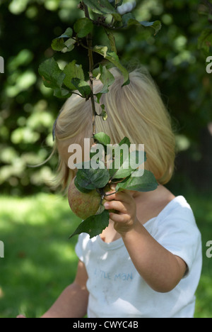 Bambino baby ragazza bionda raccolta frutta apple da albero estate, 1 - 2 anni Foto Stock