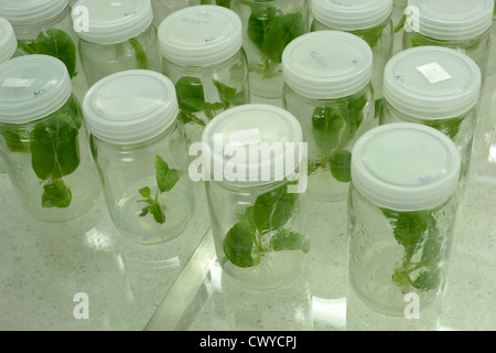 Esperimento di coltura di tessuti vegetali in laboratorio Foto Stock