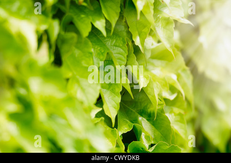 Il verde delle foglie di albero con luce intensa. Sun irrompe attraverso i rami della pianta. Raggi solari illuminano bush. Bellissimo effetto con Foto Stock