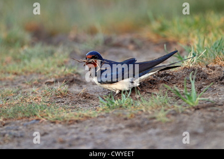 Barn Swallow (Hirundo rustica) la raccolta di materiale di nidificazione Wirral MERSEYSIDE REGNO UNITO Aprile 2021 Foto Stock
