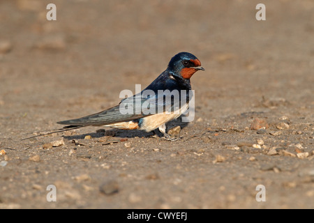 Barn Swallow (Hirundo rustica) sulla terra per raccogliere il materiale di nidificazione Wirral MERSEYSIDE REGNO UNITO Aprile 2117 Foto Stock