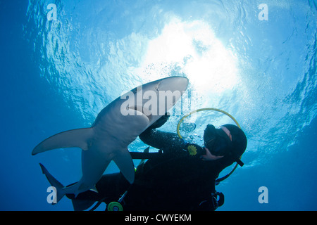 Esca ed immergersi con un squalo blu al largo della costa di Cape Town, Sud Africa Foto Stock