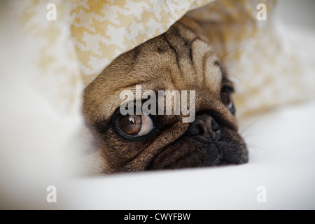 Pug dog giacente al di sotto di una coperta Foto Stock