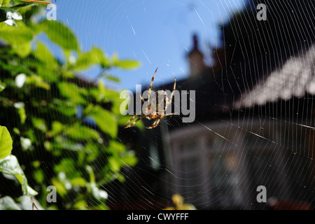 Web Spider Foto Stock