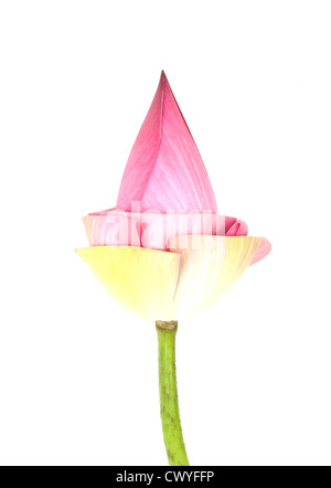Bud lotus su sfondo bianco Foto Stock