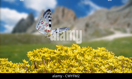 Parnassius apollo Foto Stock