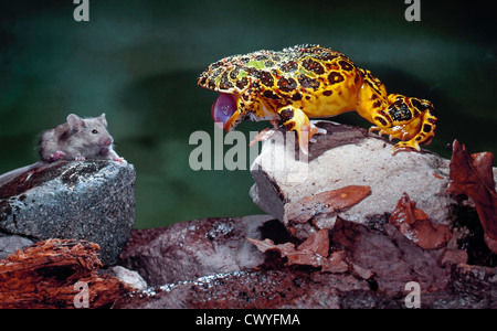 Argentina rana cornuta, Cerathophrys ornata e mouse Foto Stock