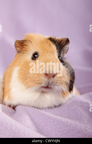 Glatthaarmeerschweinchen / liscia con capelli cavia Foto Stock