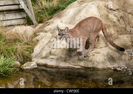 Puma accovacciato sul punto di saltare fuori Rock Felis Concolor Foto Stock