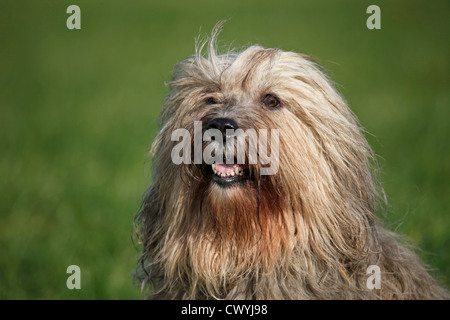 Polnischer Niederungshütehund / Polacco lowland sheepdog Foto Stock