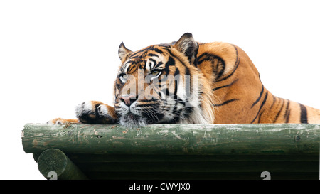 La tigre di Sumatra giacente sulla piattaforma di legno isolato Panthera Tigris Sumatrae Foto Stock