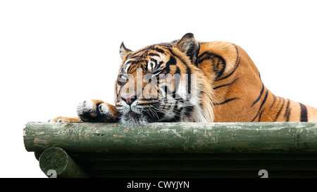 La tigre di Sumatra di dormire sulla piattaforma di legno isolato Panthera Tigris Sumatrae Foto Stock