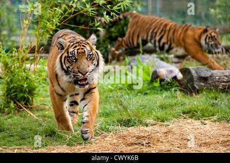 Due giovani tigri di Sumatra in esecuzione e riproduzione di Panthera Tigris Sumatrae Foto Stock