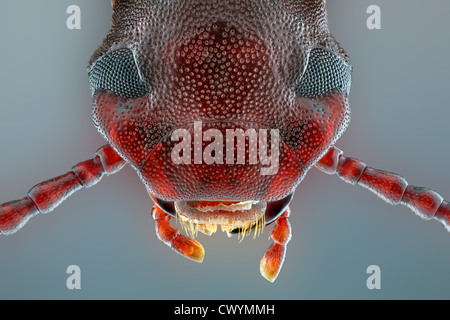 Testa di un coleottero mealworm (Tenebrio molitor), macro shot Foto Stock