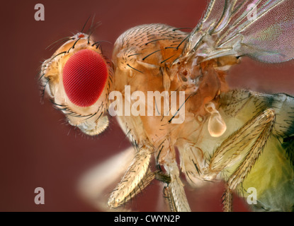 Testa di una mosca della frutta (Drosophila), macro shot Foto Stock